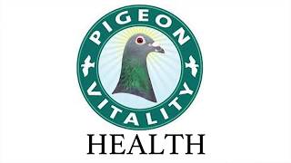 Pigeons Health  Best 8 Natural products  Presented by Frode Brakstad [upl. by Navanod144]