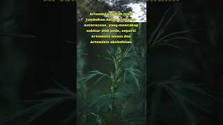 Tumbuhan herbal Artemisia ilmupengetahuan [upl. by Karub]