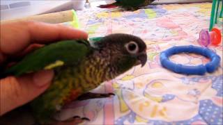 56 week old Baby Green Cheek Conures [upl. by Earb]