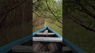 Boating in the Mangrove Swamp Forest shorts kerala [upl. by Rellia]