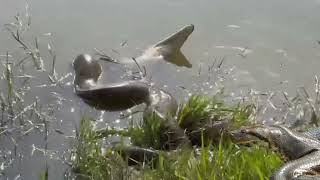 🐍anaconda wrapped around a crocodile🐊 [upl. by Lebiram592]