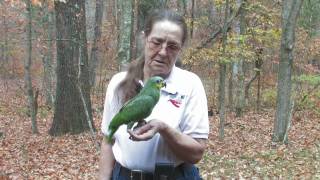 How to Care for Parrots  How Do Parrots Talk [upl. by Aihtibat]