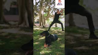 बगा हे येड मालक आमच Dogs Moments funny shots videos marathi dabbing comedy shots videos [upl. by Allan]