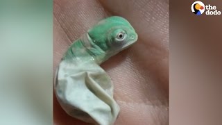 Baby Chameleon Hatches Then Changes Color  The Dodo [upl. by Stacia]