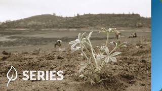 Replanting the Reservoirs Year One  Klamath River Restoration  Restoring at Scale  SERIES [upl. by Villada796]