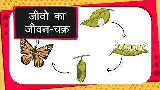 Science  Animal Life Cycles and Egg Structure  Hindi [upl. by Kreit366]