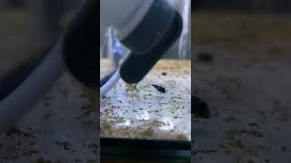 Растёт астронотус cichlid tank aquarium nature ants [upl. by Chas437]