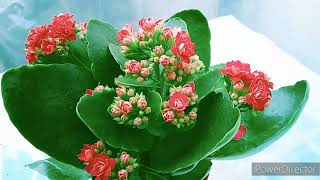 Kalanchoe Flower Plant In Winter Season [upl. by Egiap]