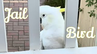 Funny Feeding Antics  Its Every Cockatoo and Bird for themselves 🤣 🤣 🤣 [upl. by Snowber]