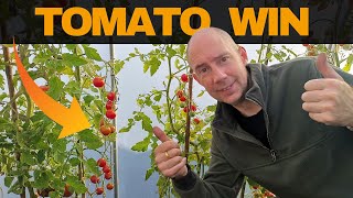 Is Your Tomato Growing Technique Holding You Back [upl. by Goodrow]