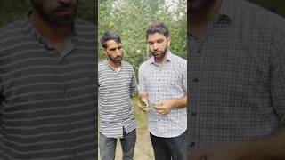 Present Scenario of LeafblotchMinor in kashmir valley…How to control this pest during Pre [upl. by Laaspere]