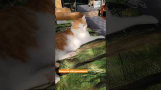 Orange cat with hyperesthesia cats cat catlover orangecat hyperesthesia catchallenge catlife [upl. by Hamlani57]