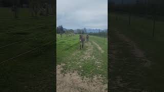 Training Donkeys To Come Running When Called [upl. by Ardnuassak971]