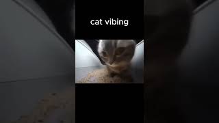 Cat vibing 🥰  cat shaking head to music meme shorts meme memes [upl. by Allebram]