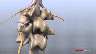 Lumbar Spine Anatomy [upl. by Aennyl]