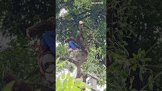 Kerala tree cutting skills🌳 treecutting villagewoodpecker treeclimbingspikes [upl. by Einnep]