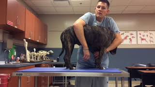 VTI  FW Lateral Recumbency amp Saphenous Venipuncture  Canine [upl. by Nylecsoj643]