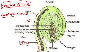 Female Gametophyte Pistil biology teacher study neet boardexam cbse STARTED555 [upl. by Roybn]