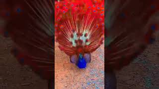 Peacock dance  Dance video Short video status love dance viral video [upl. by Keung]