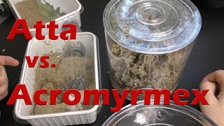 Blattschneiderameisen Atta vs Acromyrmex  Unterschiede Haltung amp mehr [upl. by Revkah]