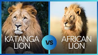 quotYou Wont Believe Who Wins African Lion vs Katanga Lion in an Epic Showdownquot [upl. by Akinak273]