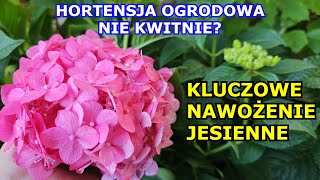 HORTENSJA OGRODOWA Nie Kwitnie Kluczowe Nawożenie Jesienne Przycinanie Zimowanie Uprawa Hortensji [upl. by Oicatsana]