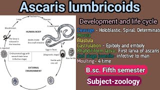 Ascaris development and life cycle Bsc Fifth semester subjectzoology [upl. by Humpage]