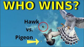 Goshawk vs Pigeon  Who Wins  Hawk Attack [upl. by Alegna545]