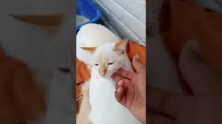 Regresamos ❤️😻😻 gatosgrasiosos gatosadorables viralvideo reflexiones rubius beautiful amor [upl. by Caasi]