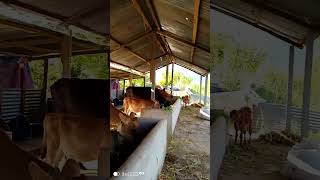 simran bangur farm  uzzwal cow farm animal  its huge [upl. by Carlen110]