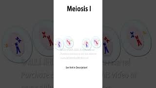 Meiosis Animation science medical cellcycle cellbiology meiosis celldivision recombination [upl. by Arebma]