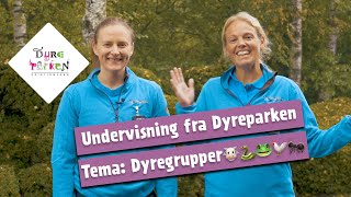 Undervisning fra Dyreparken Dyregrupper🐮🐍🐸🐓🐜 [upl. by Nittirb661]