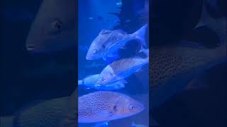 Fish aquarium in Oman Muscat mall🐬🐋🐡🐟🐳🐠 viralvideo subscribe [upl. by Halika]