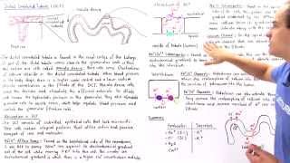 Distal Convoluted Tubule [upl. by Berneta]