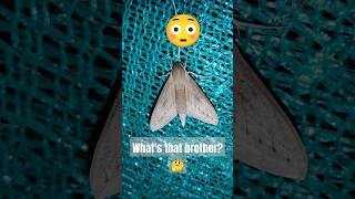 Whats that 🤔 shorts shortsfeed shortsviral butterfly moth butterflyshorts [upl. by Ahgiel131]