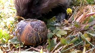 herisson qui mange un escargot [upl. by Alli]