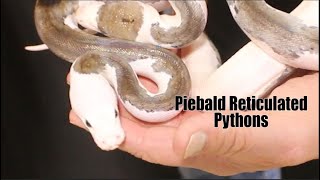 Piebald Reticulated Pythons with Bob Clark and DTG [upl. by Eulalee988]