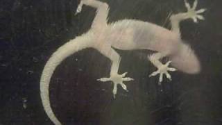 Translucent Gecko On My Kitchen Window [upl. by Nirol336]