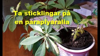 Ta sticklingar på en paraplyaralia [upl. by Jedthus910]