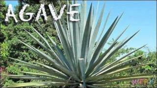 What Is Agave How to Use Agave Agave Sweet Tea Recipe [upl. by Edelman248]