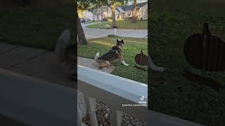 Great Pyrenees vs Akita ● Pyrenees calmly walks passed a watchful Akita ● Wellbehaved dogs [upl. by Eceirahs69]