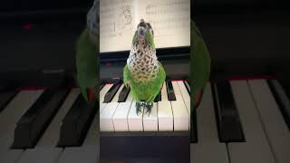 Cute black capped conure dancing on a keyboard [upl. by Arbas]