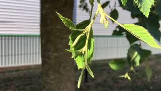 Grey alder Alnus incana  young leaves amp catkins  July 2018 [upl. by Mylander]