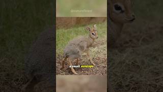 Dik Dik  Tiny Marvels of the Savanna [upl. by Alyekahs]