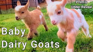 PRIMS UDDER REVEAL and BOUNCING BABY GOATS [upl. by Stempien]