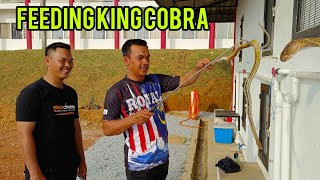 LIVE FEEDING KING COBRA [upl. by Nnylahs971]