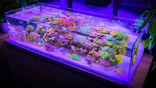 3 Hours of Shallow Reef Aquarium Relaxation Aquarium Meditation [upl. by Dorothea]