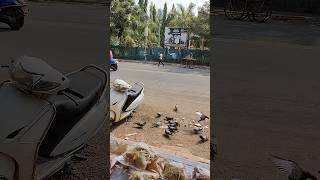 Kabutar Ko Chane Khilane Ka Sahi Tarika  Pigeons Feeding [upl. by Cort]