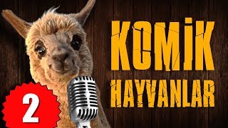 Pisi TV Komik Hayvanlar 2  Bu Hayvanlar Konuşuyor [upl. by Bolling]