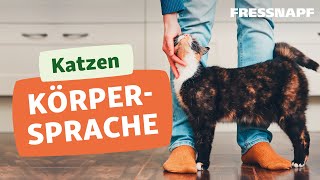 Körpersprache bei Katzen  Signale erkennen [upl. by Margit]